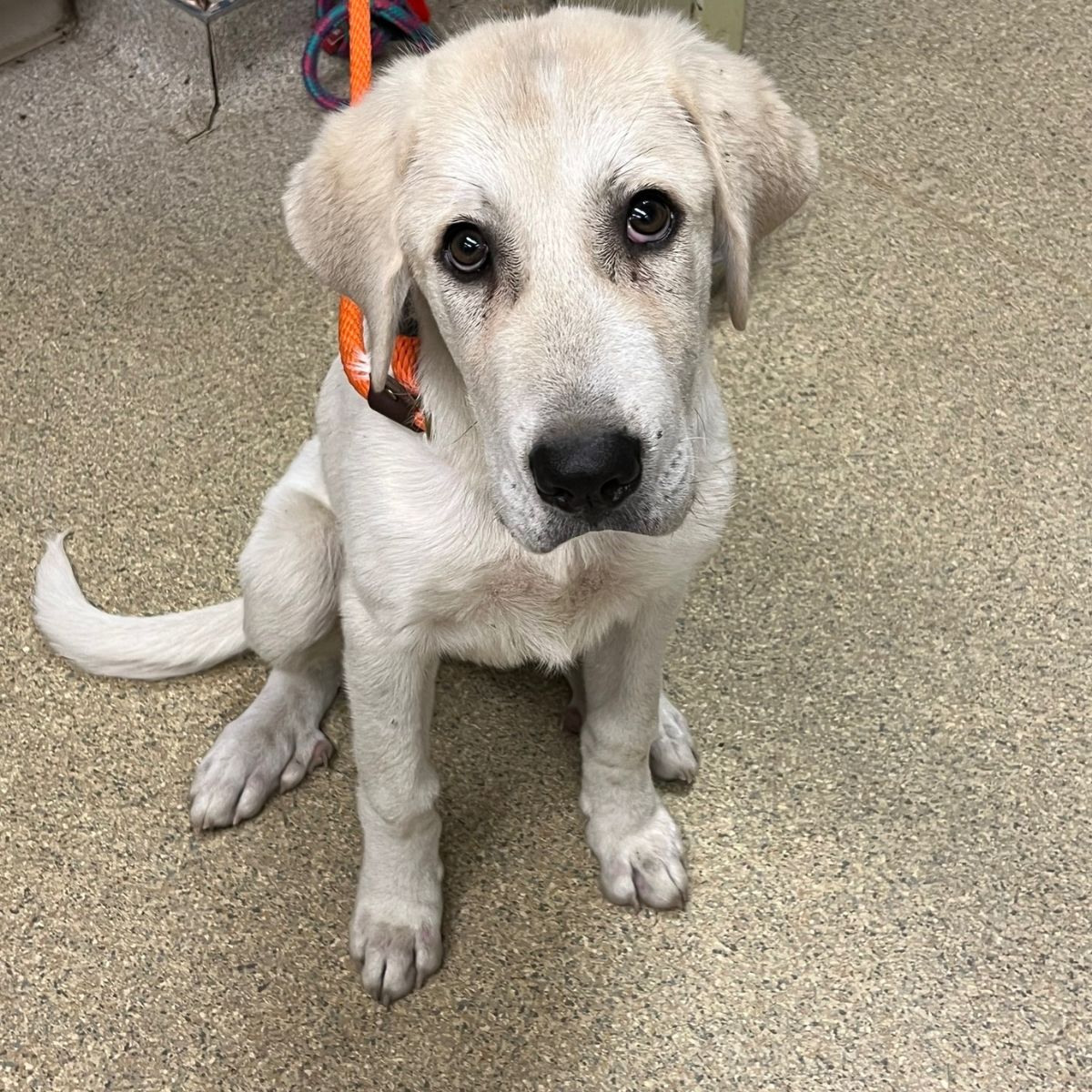 photo of rescued dog