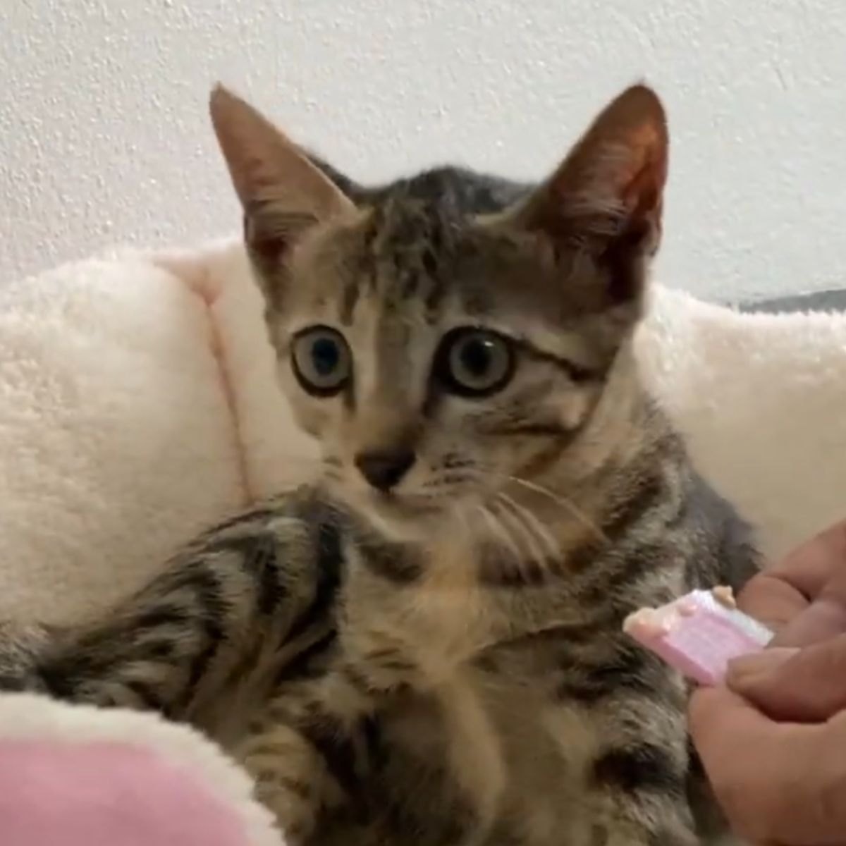 photo of rescued kitten