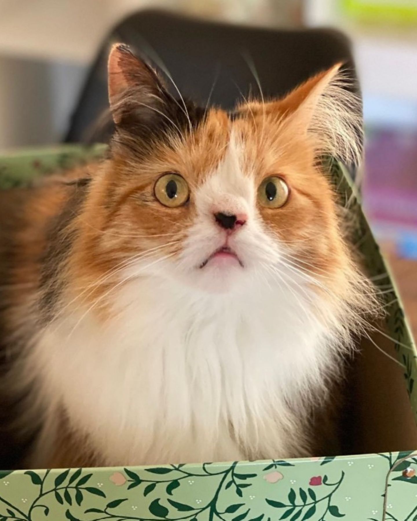 photo of special needs cat