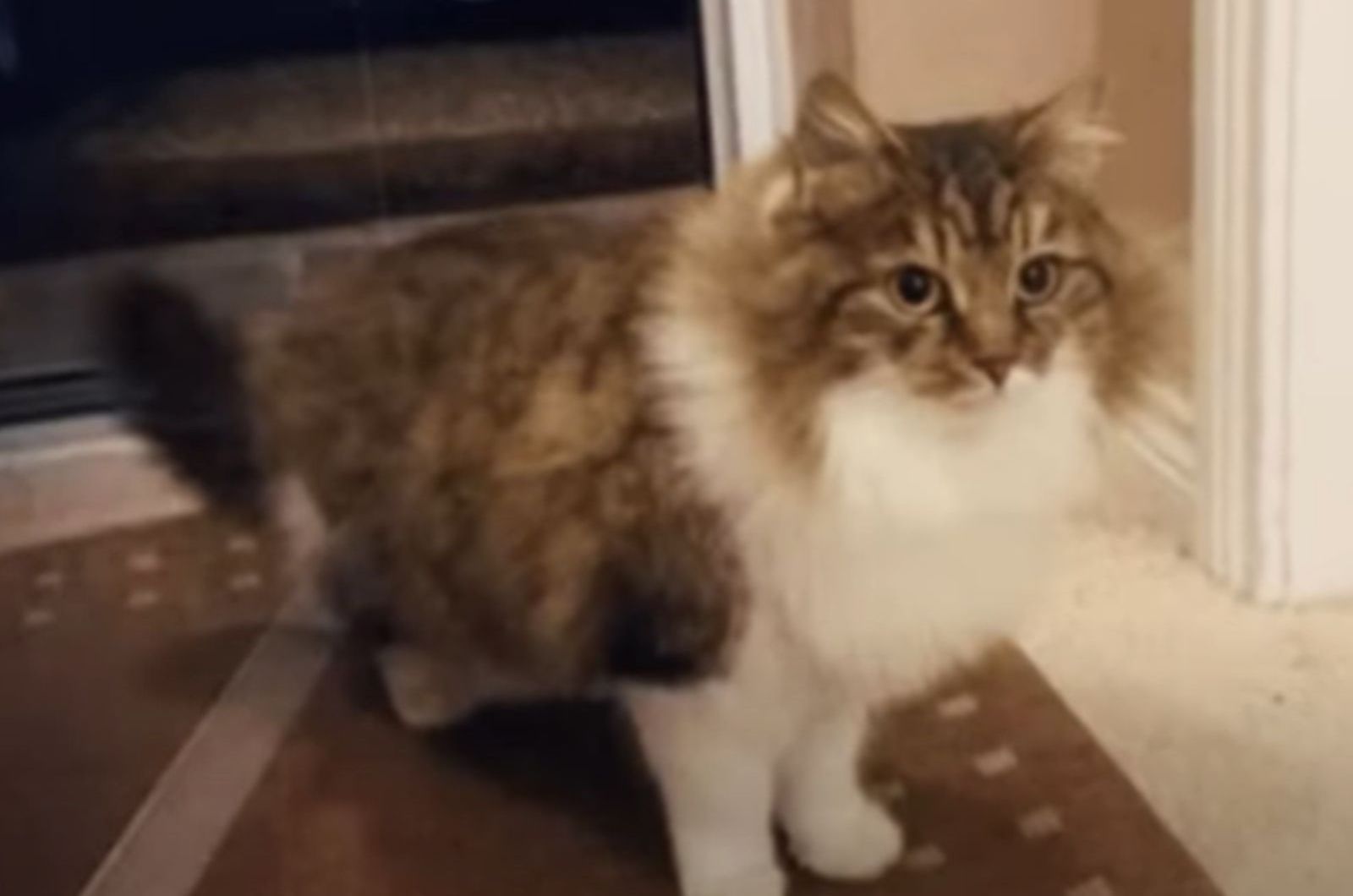 photo of stray cat