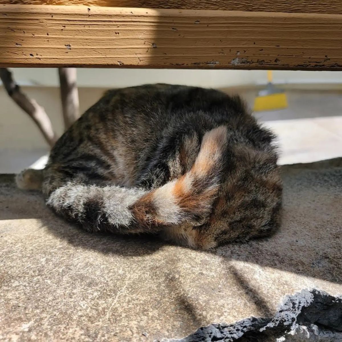 photo of stuck cat