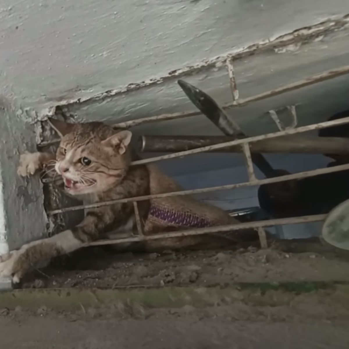photo of stuck cat