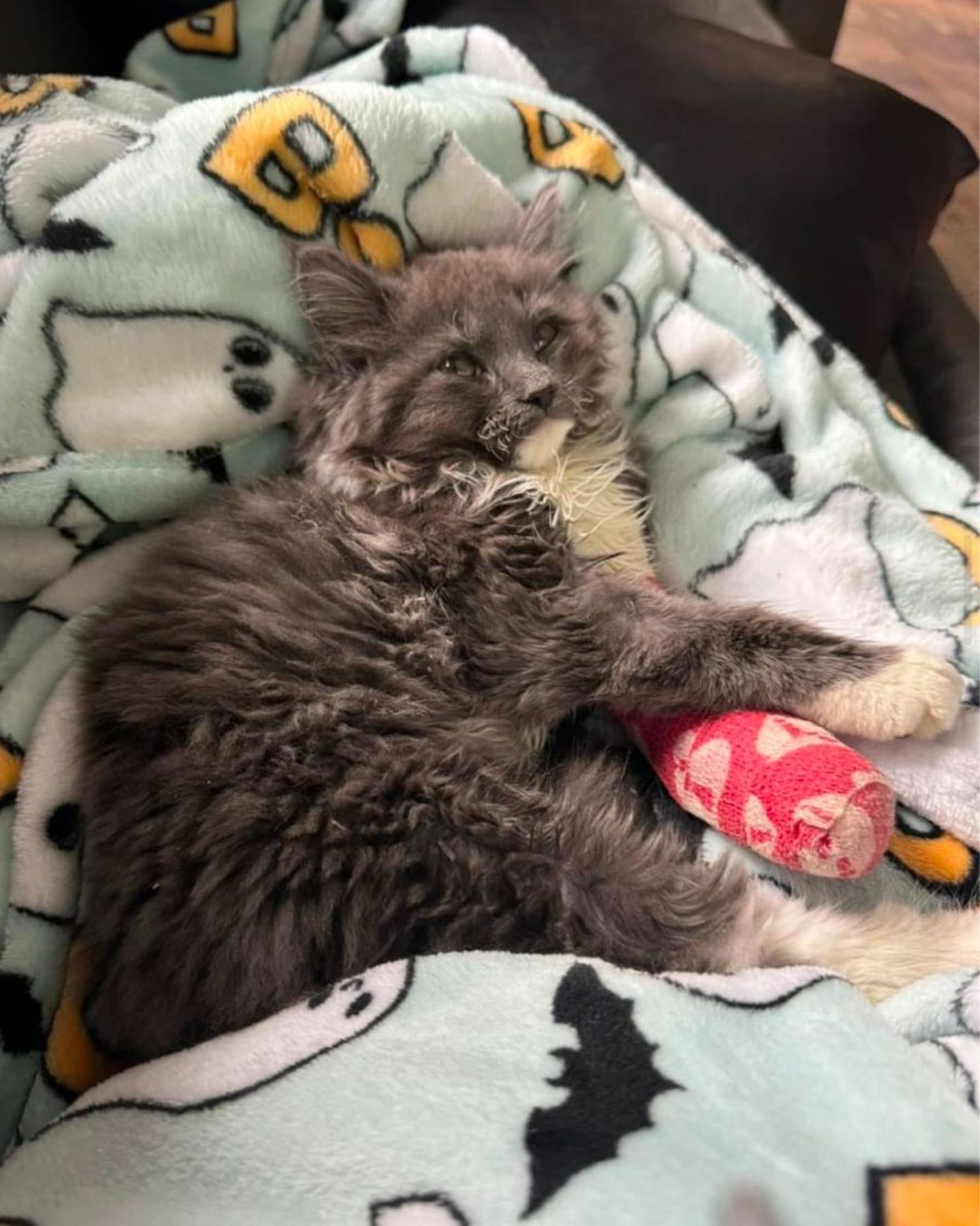 photo of wobbly kitten