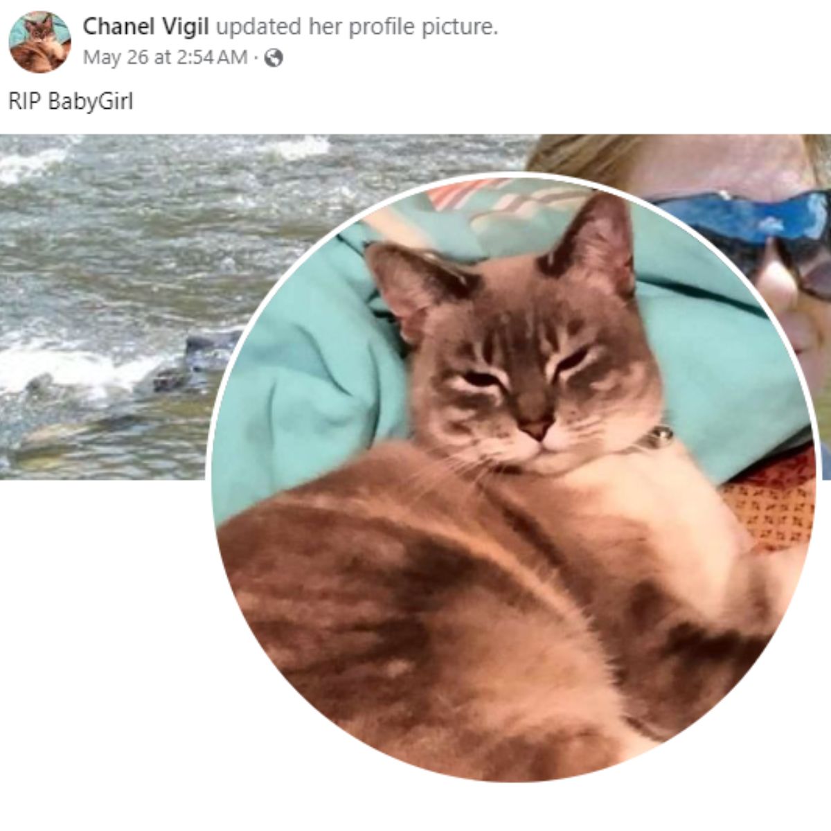 picture cat