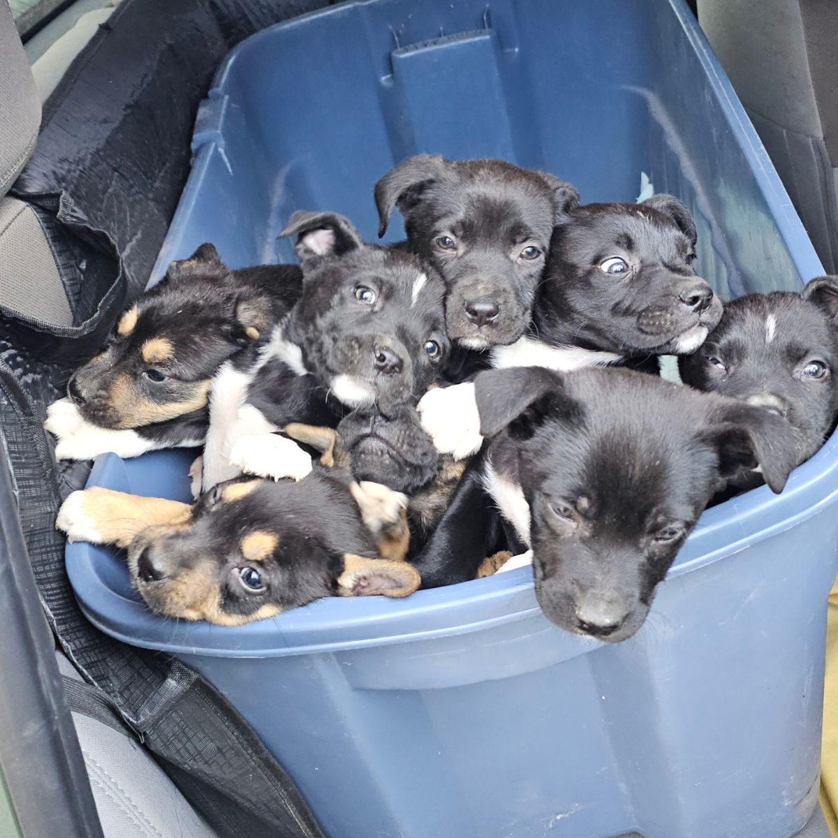 pile of puppies in trash can