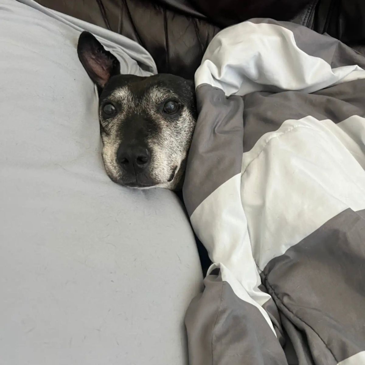 pitbull lying in bed