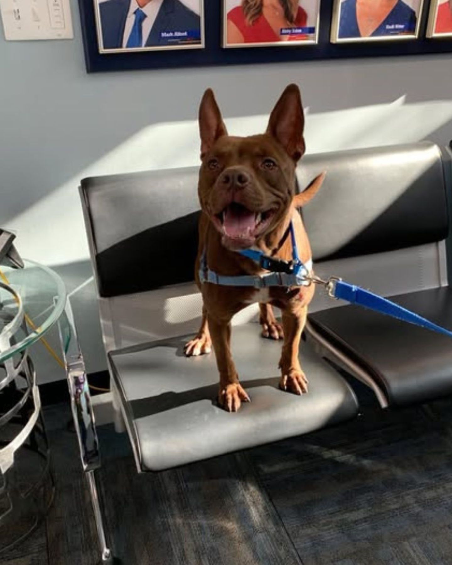 pittie on a leash