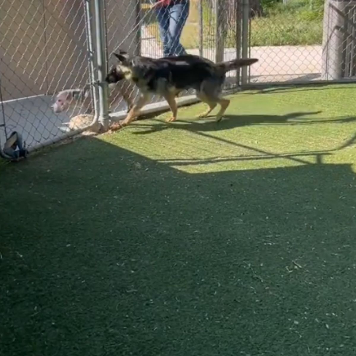 playful dog