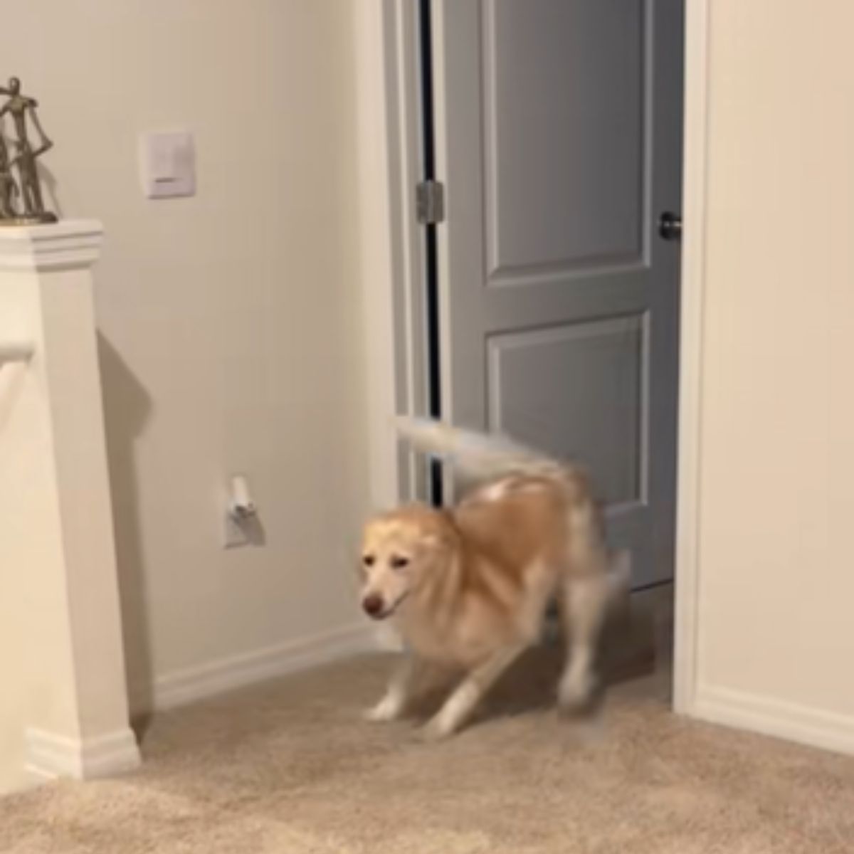 playful dog
