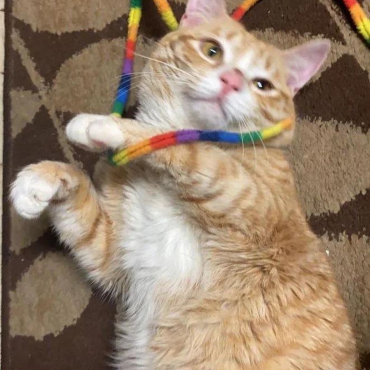 playful ginger cat