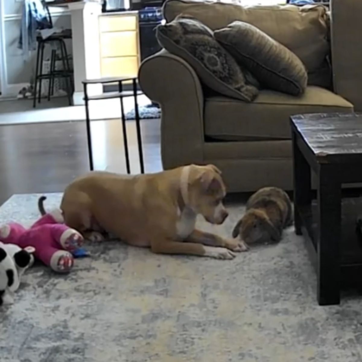 playful rabbit and dog