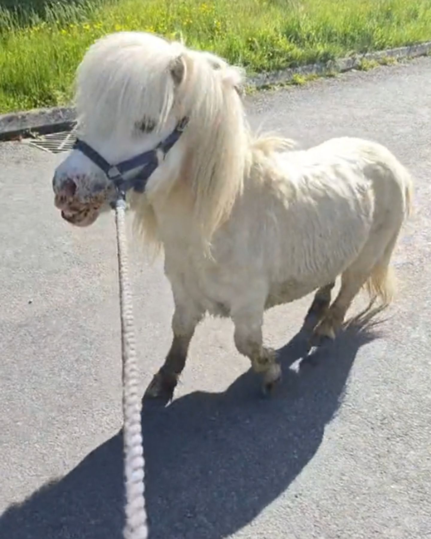 pony walking