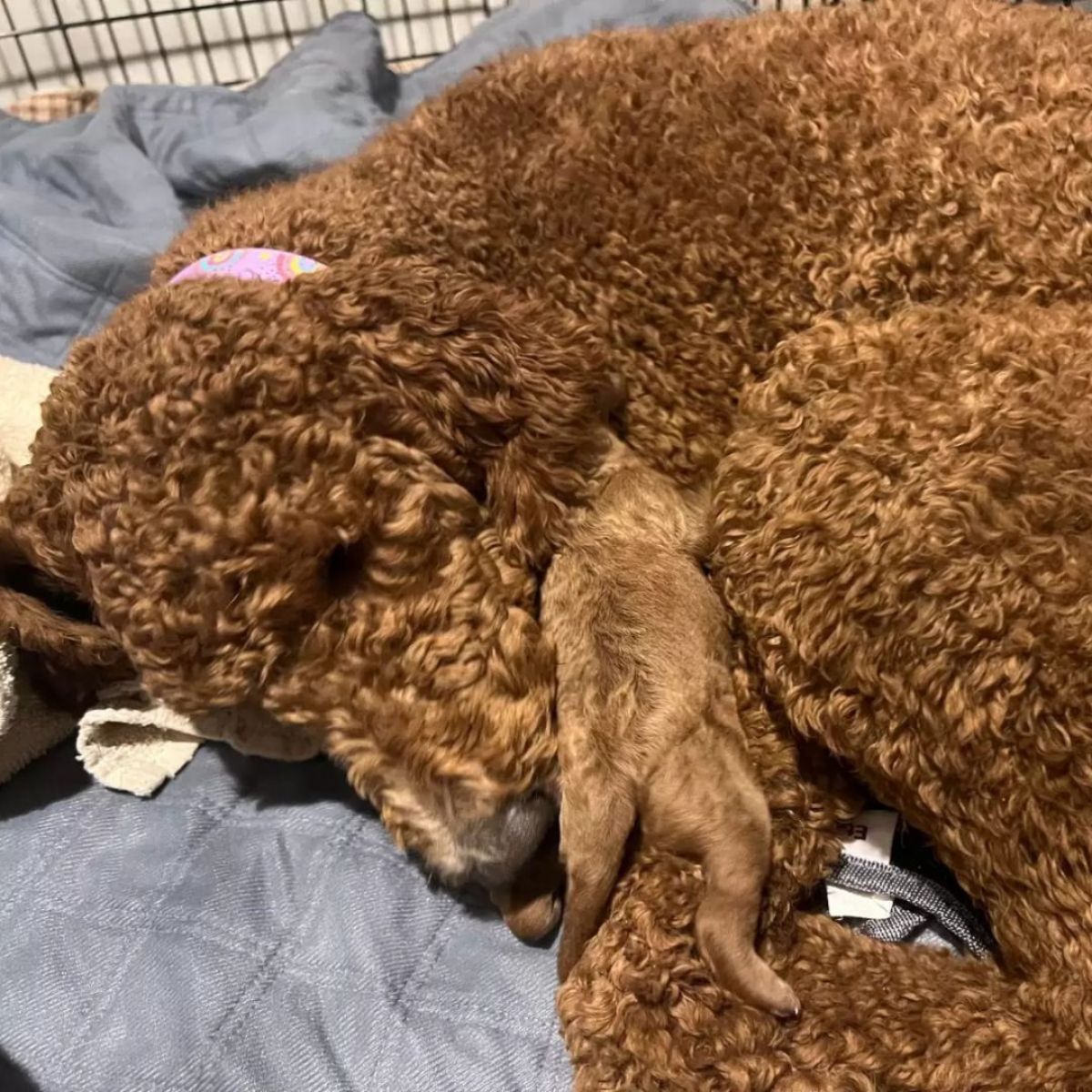 poodle and puppy cuddling
