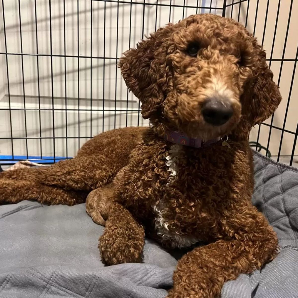 poodle lying in a crate