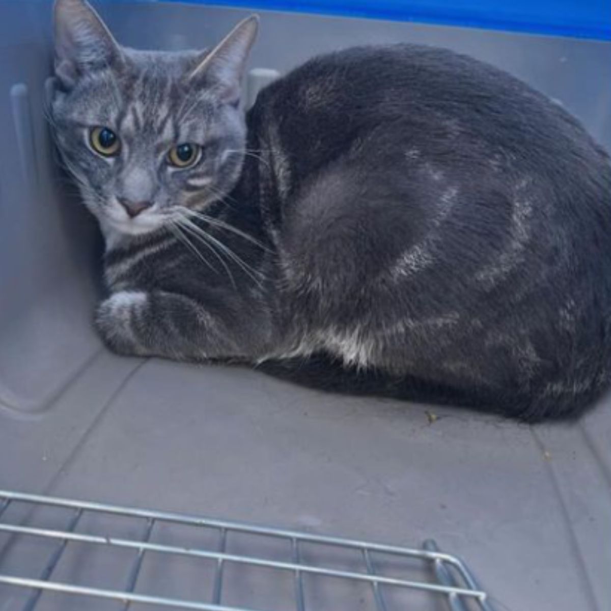 poor cat in a carrier