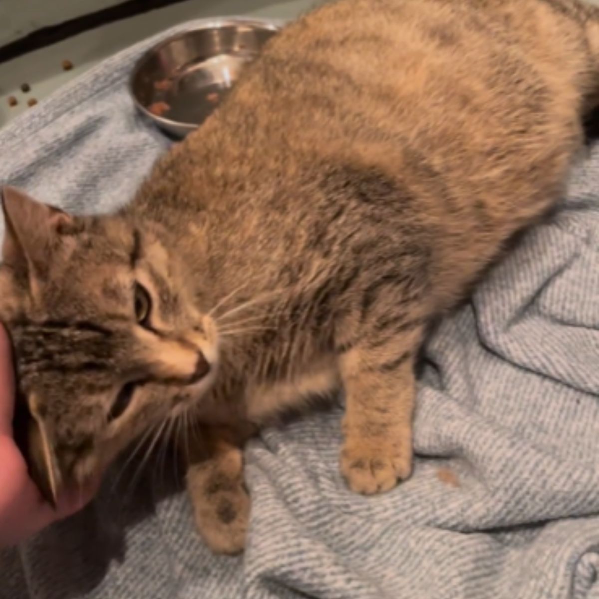 pregnant cat is being cuddled