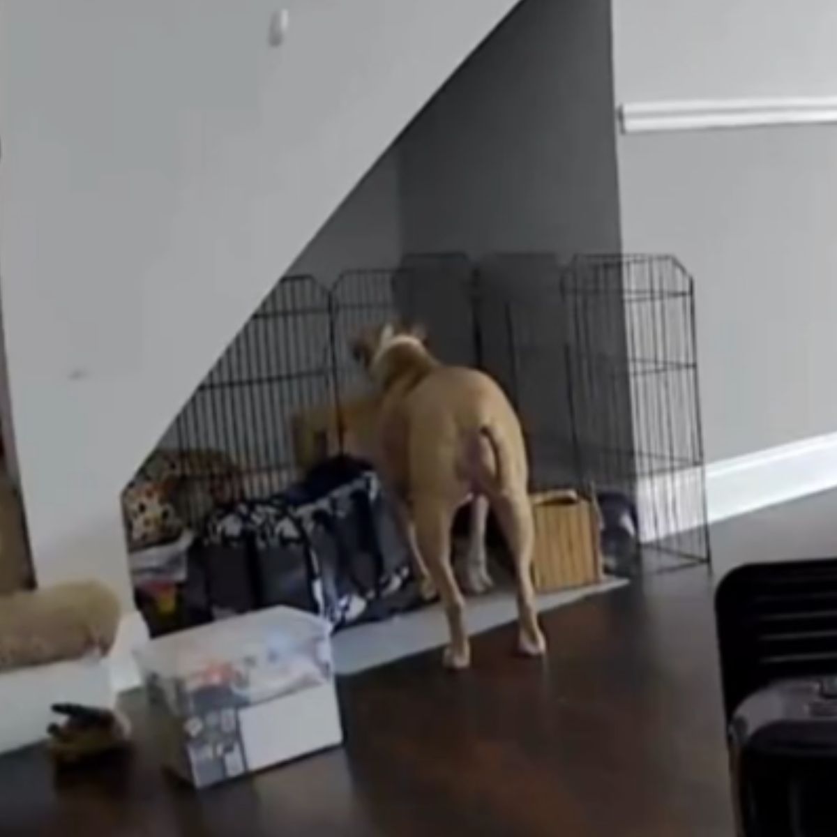 pup lets bunny out of cage