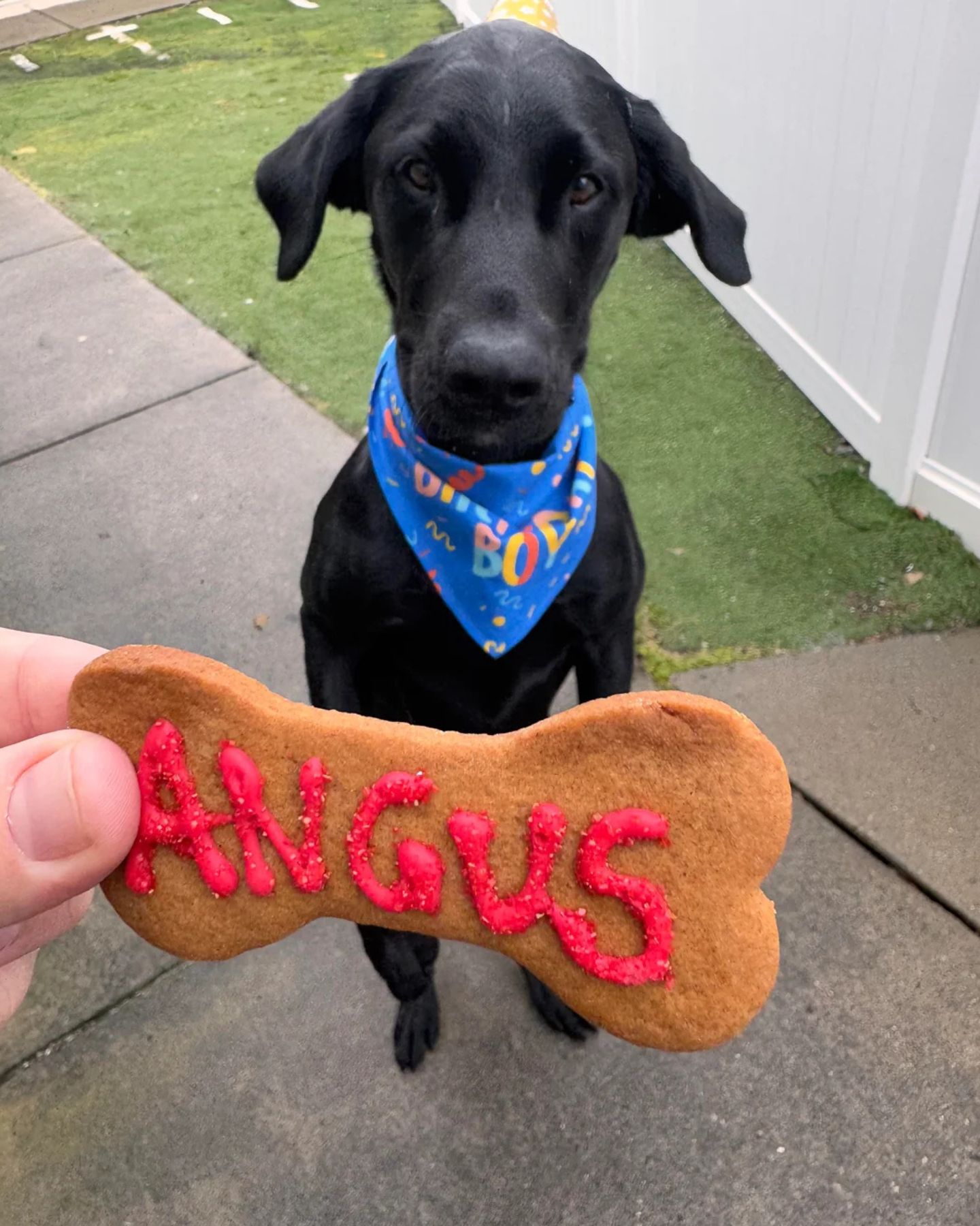 pup looking at the treat