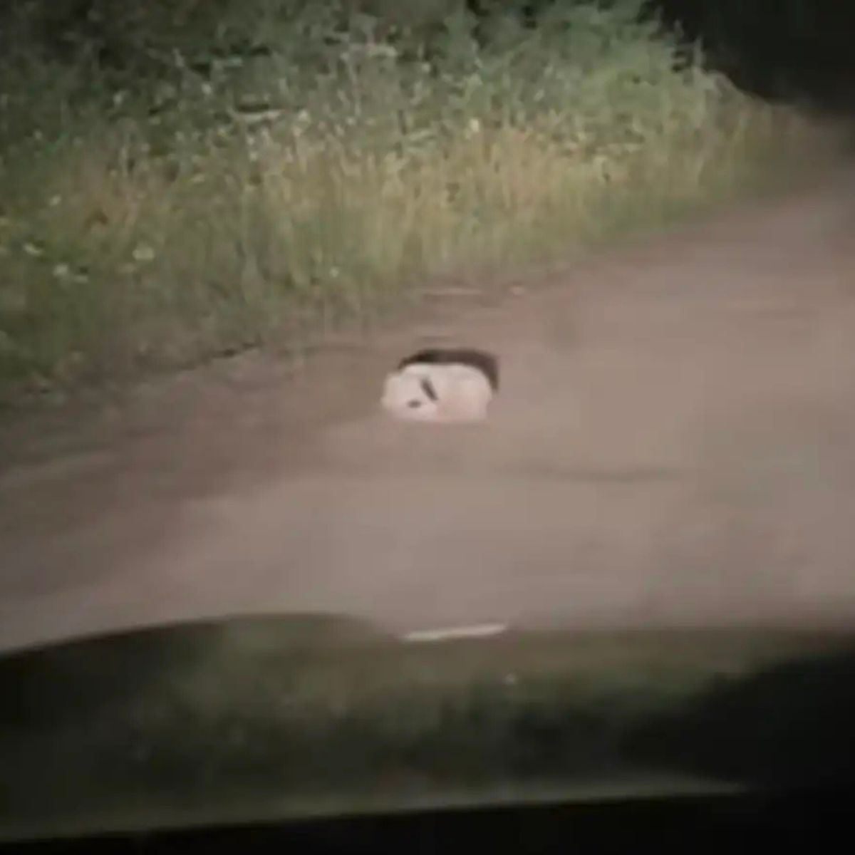pup on the road