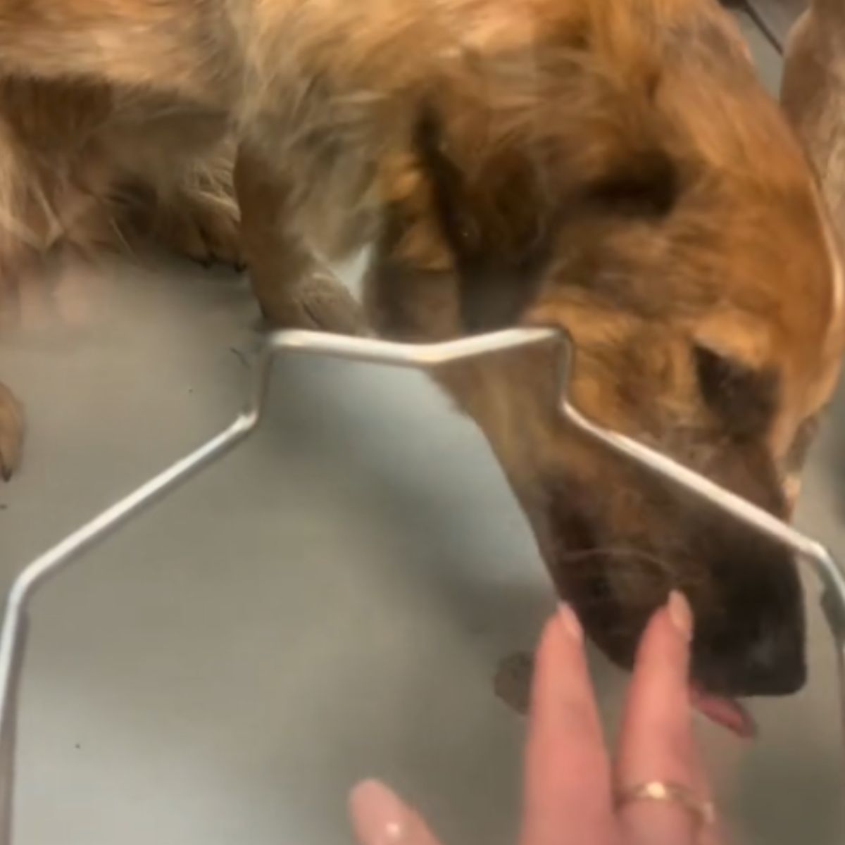 pup sniffing a hand