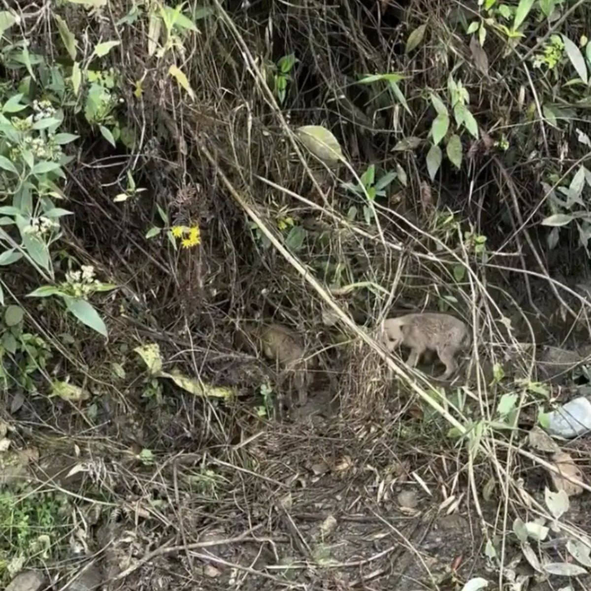 puppies hiding in a bush