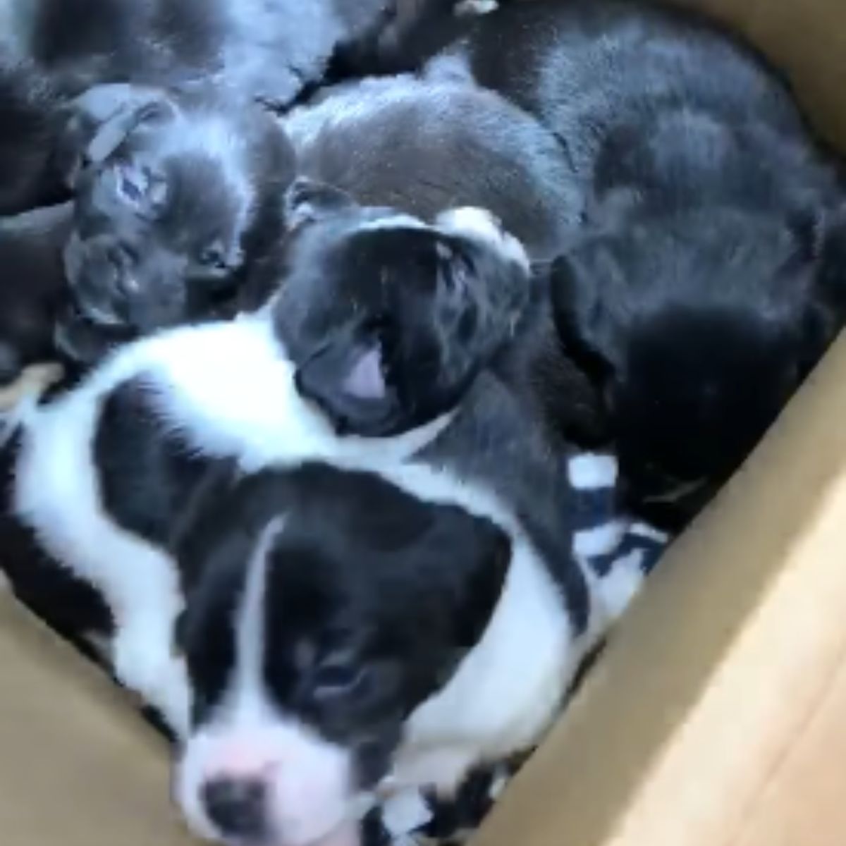 puppies in a box