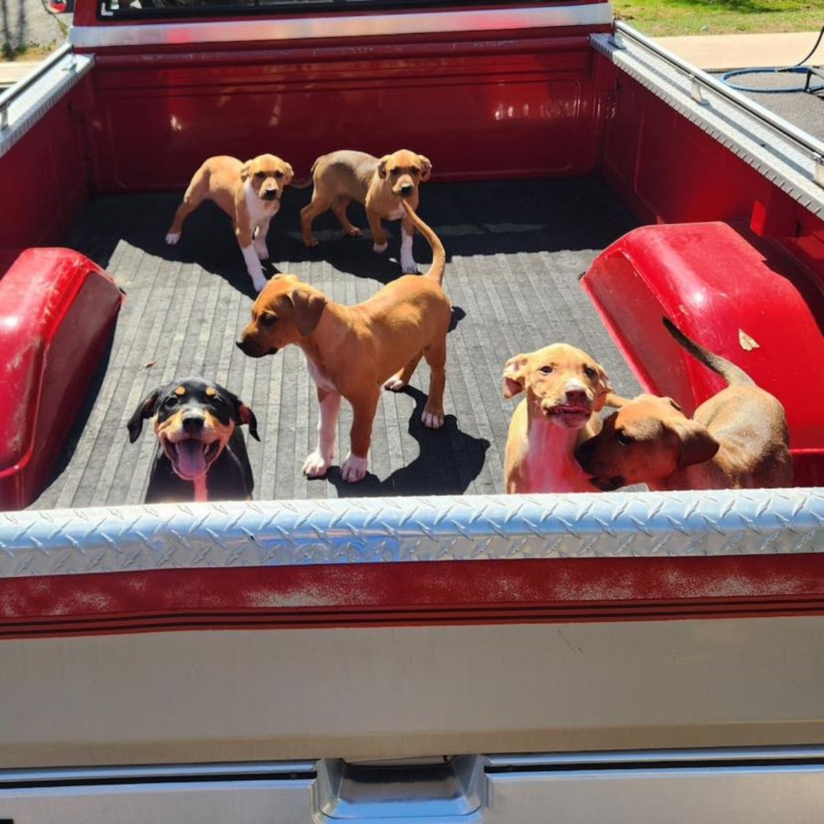 puppies in a truck