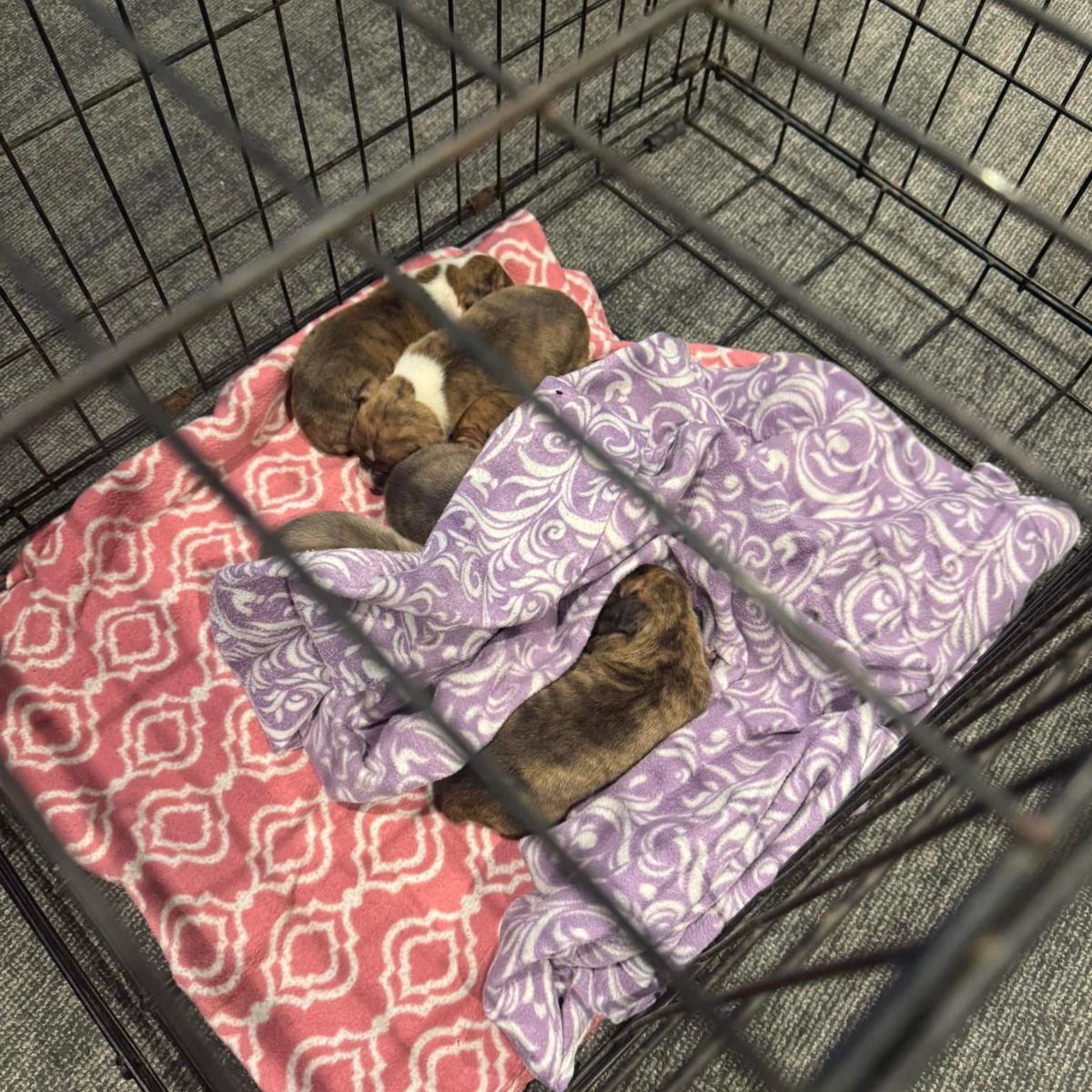 puppies sleeping in a kennel