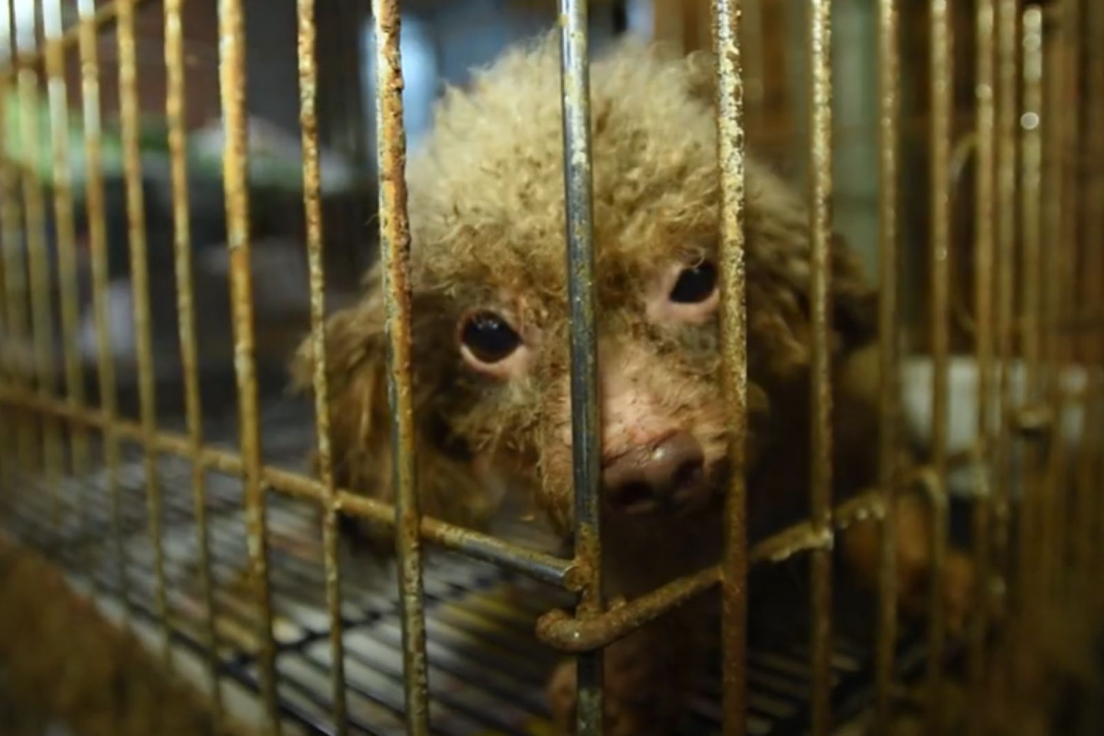 puppy in a cage