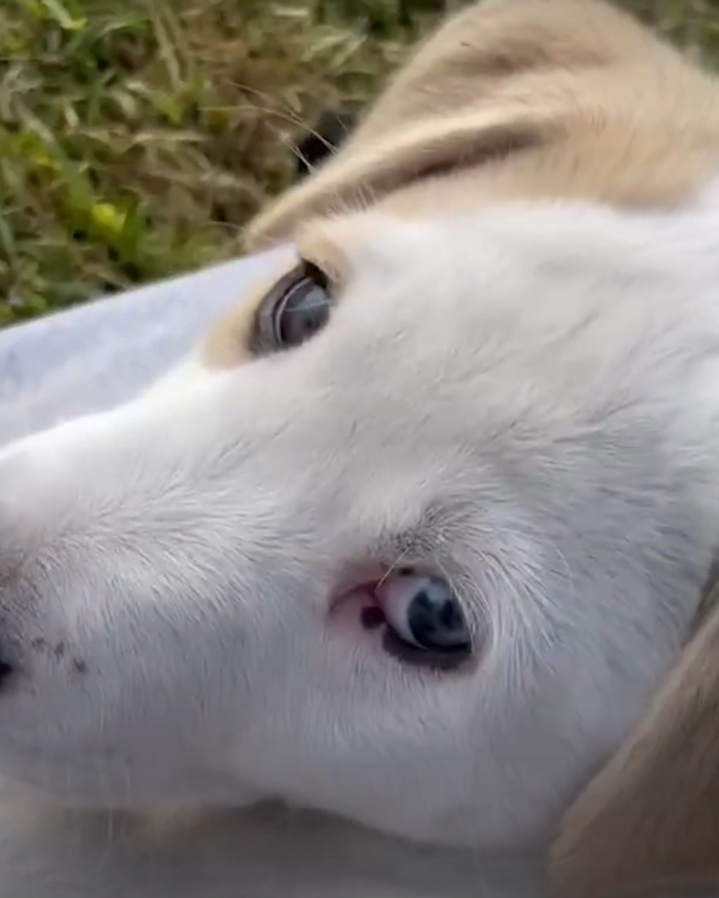 puppy looking up