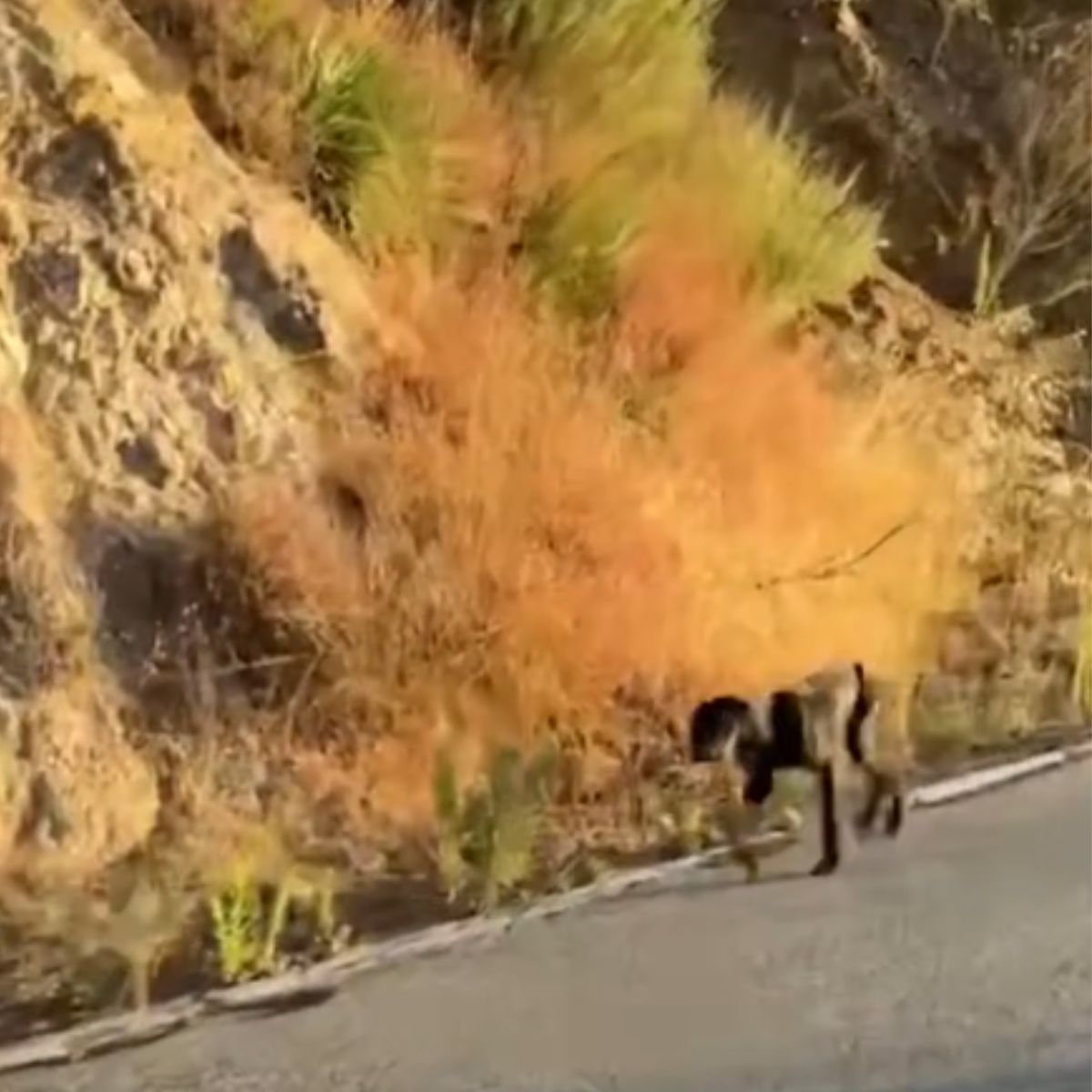 puppy on the road