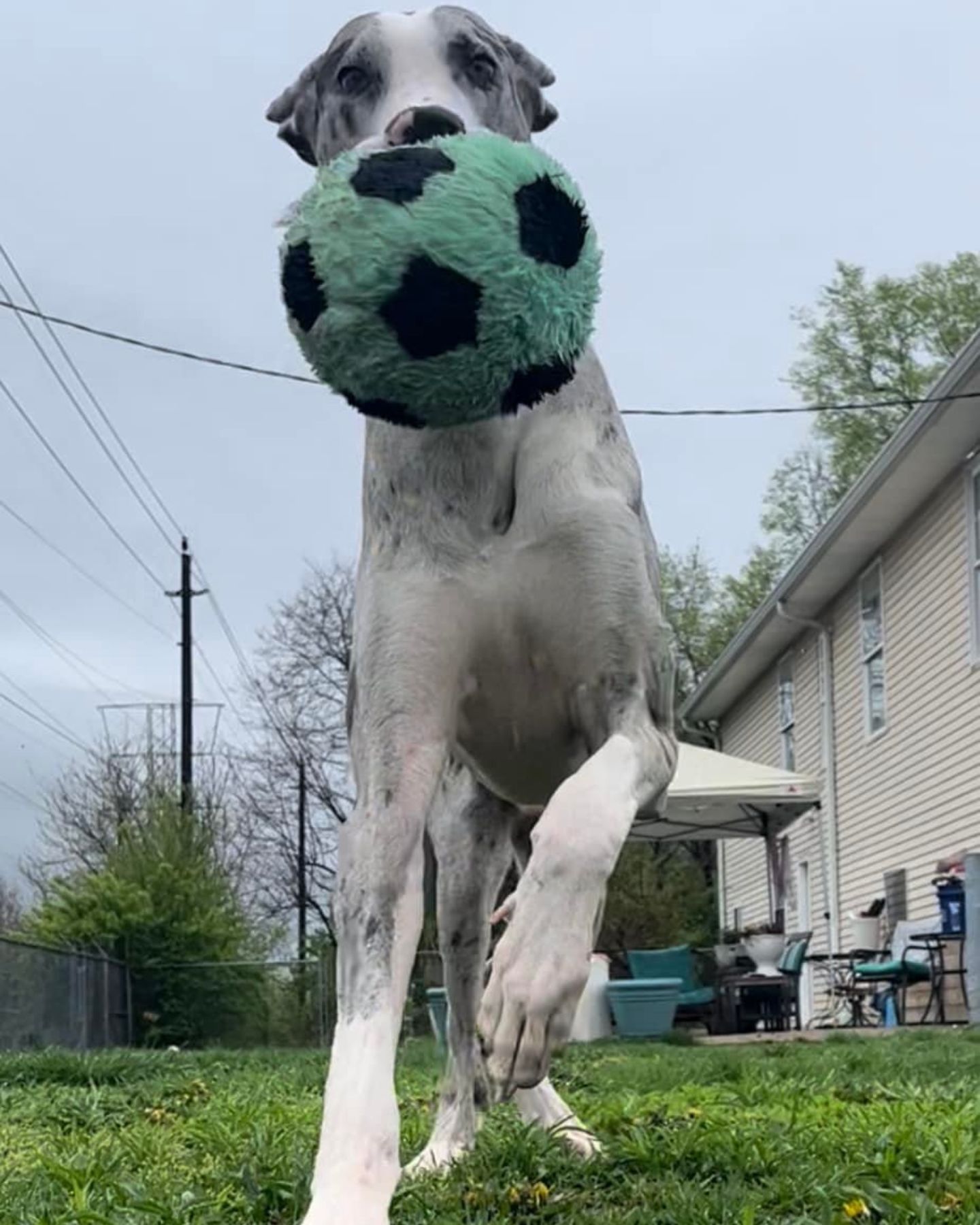 puppy playing with a ball