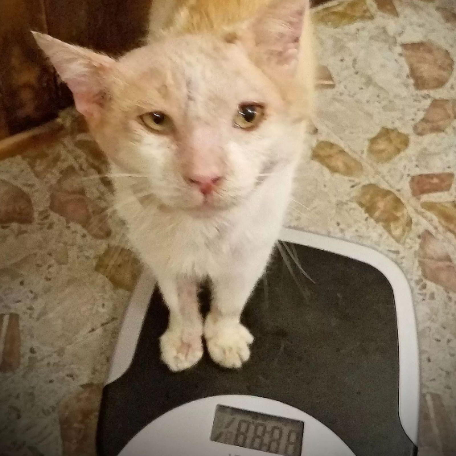 pussy on the scale