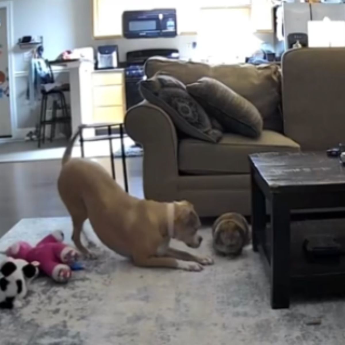 rabbit and the dog are playing happily