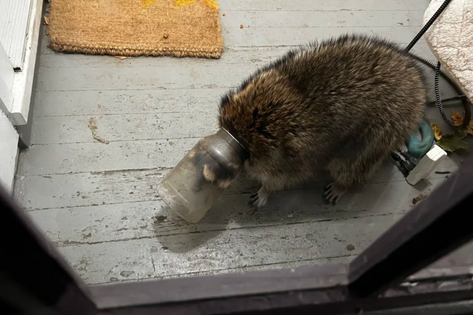 raccoon