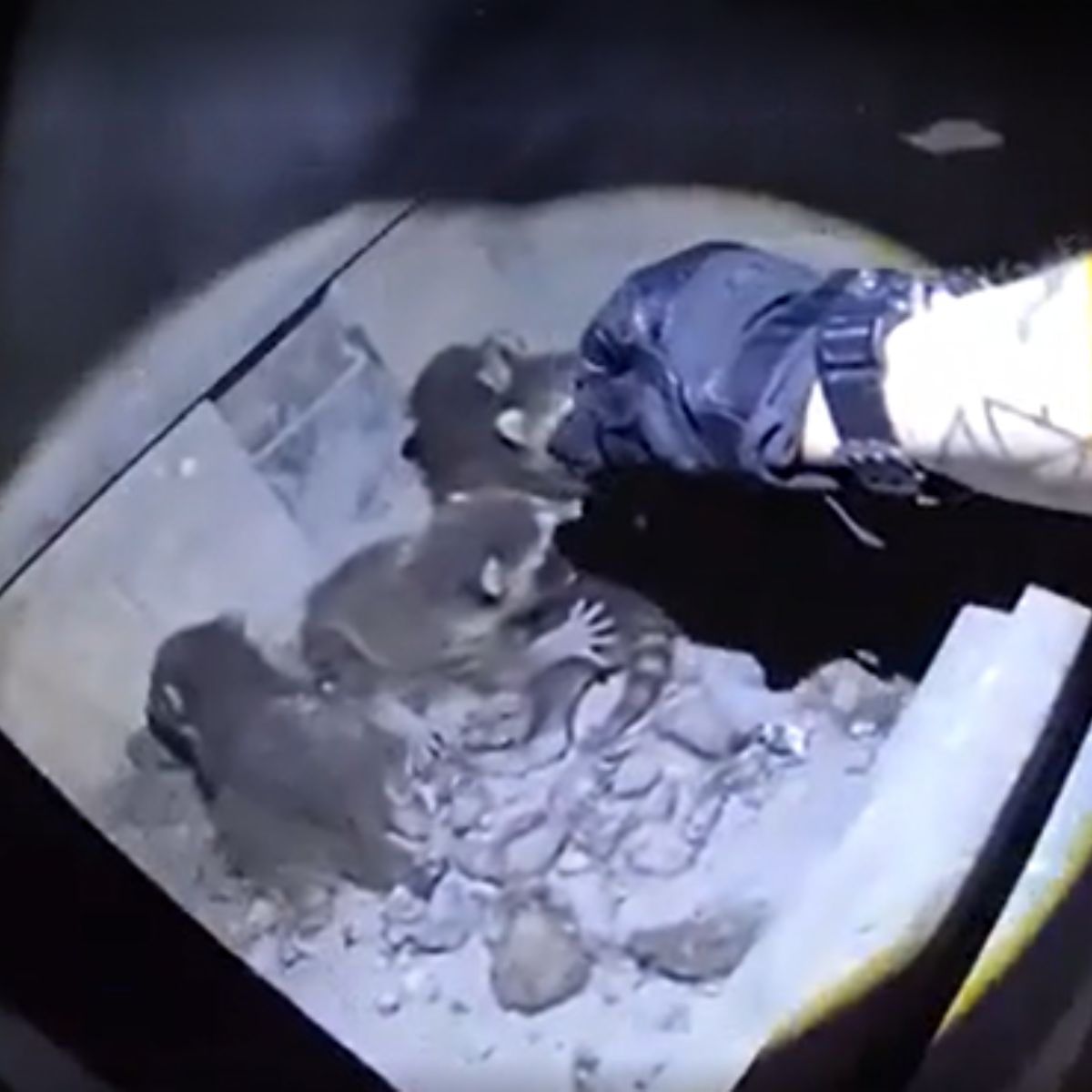 raccoon family in a stove