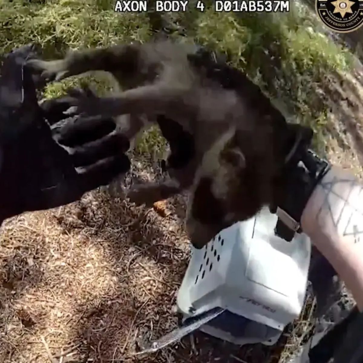 raccoon held in hand