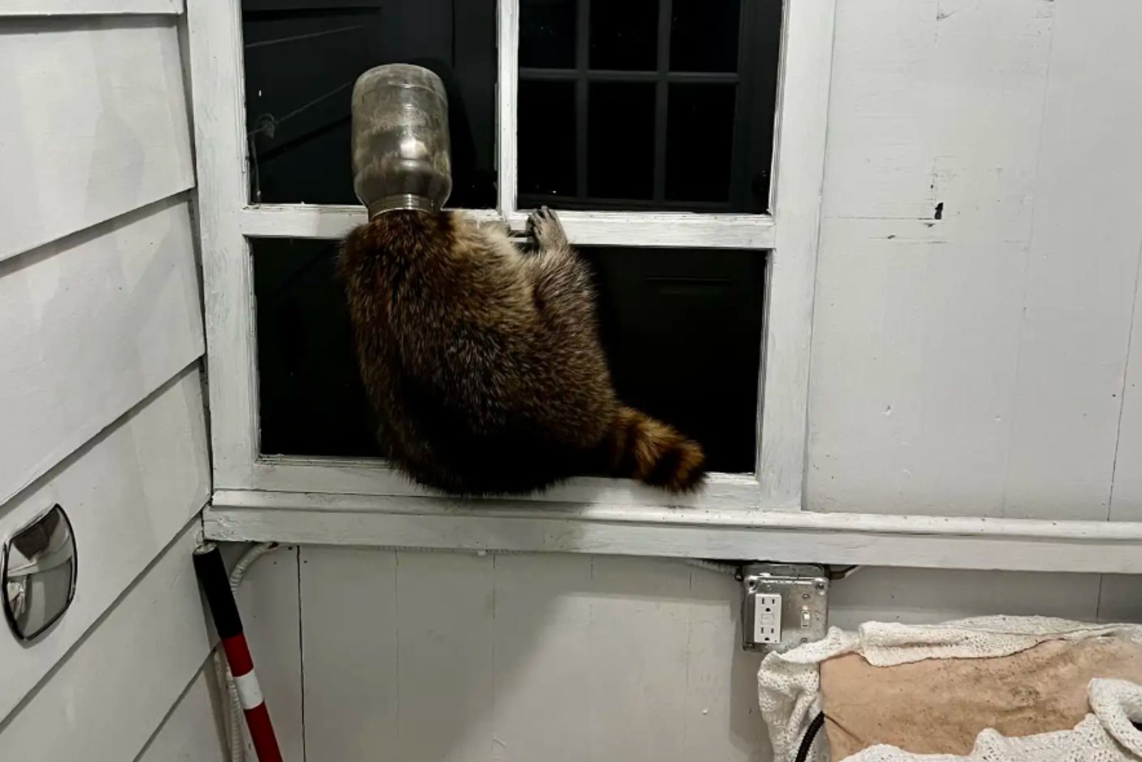 raccoon on a window