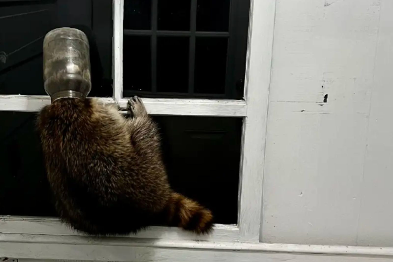 raccoon stuck in jar