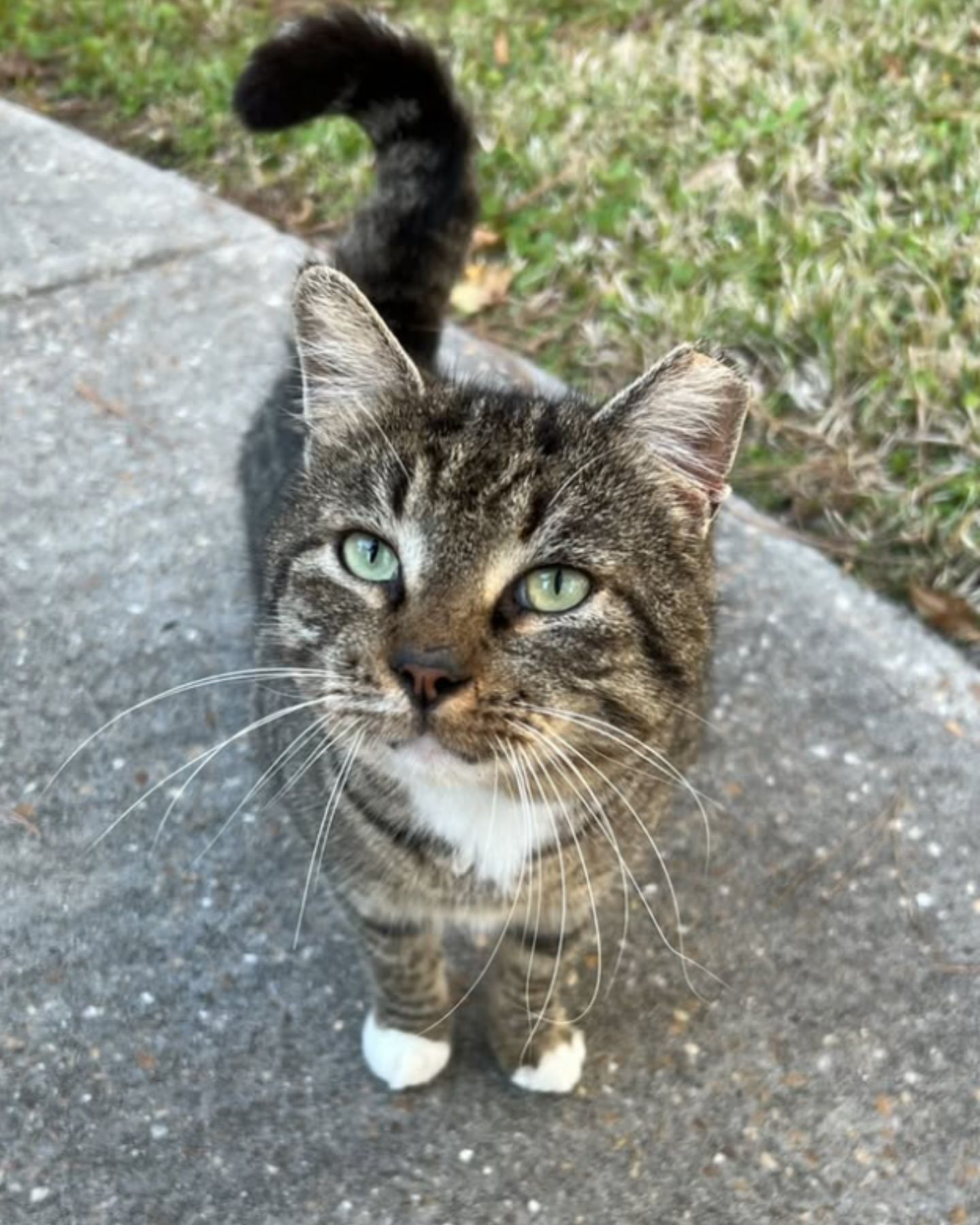 recovered cat looking at the camera