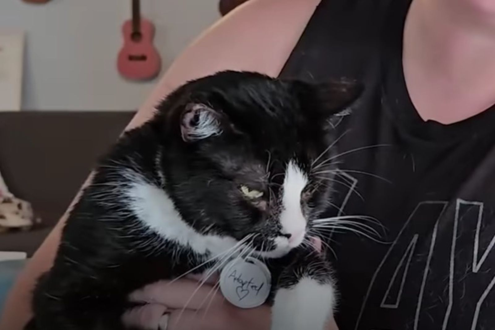 recovered cat
