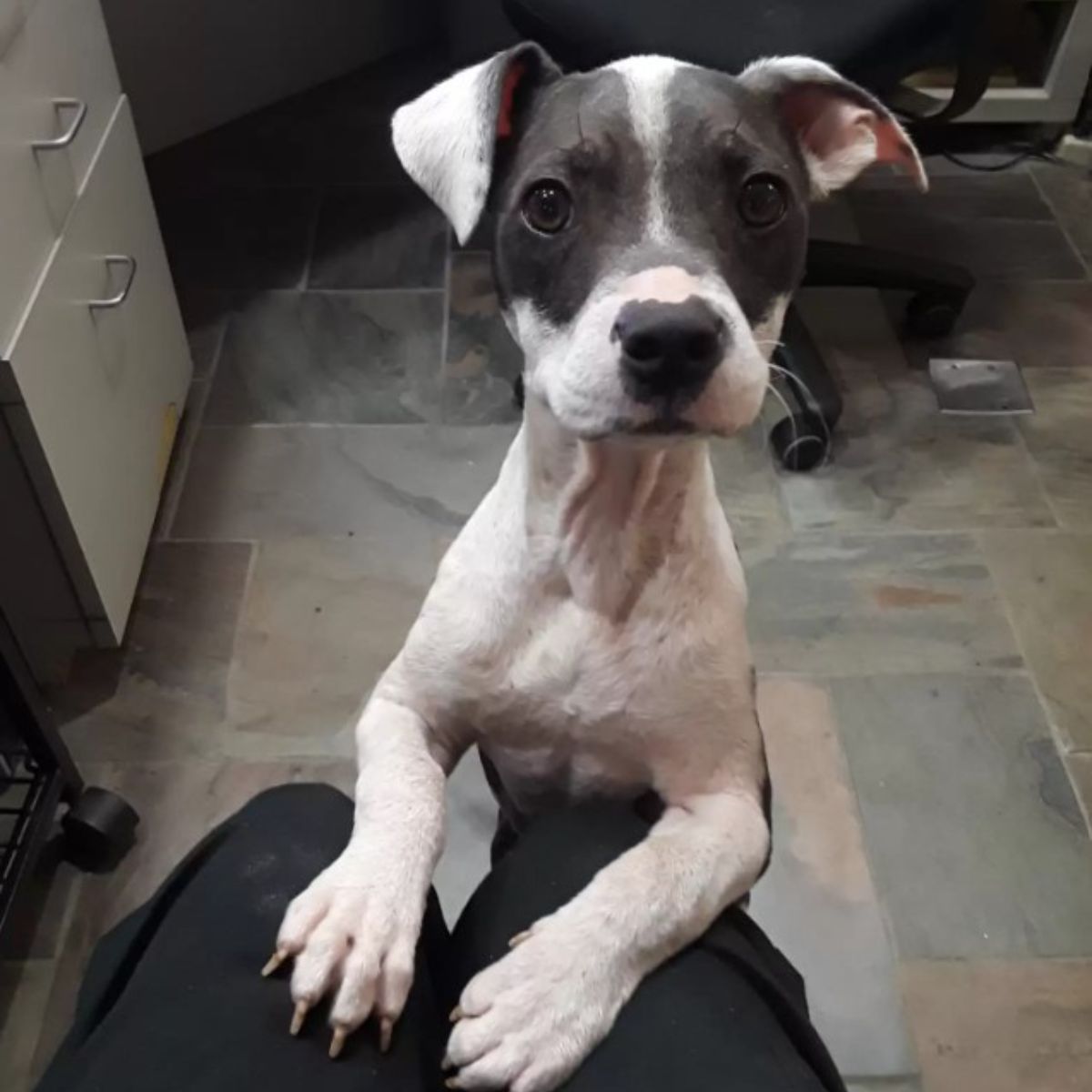 recovered dog