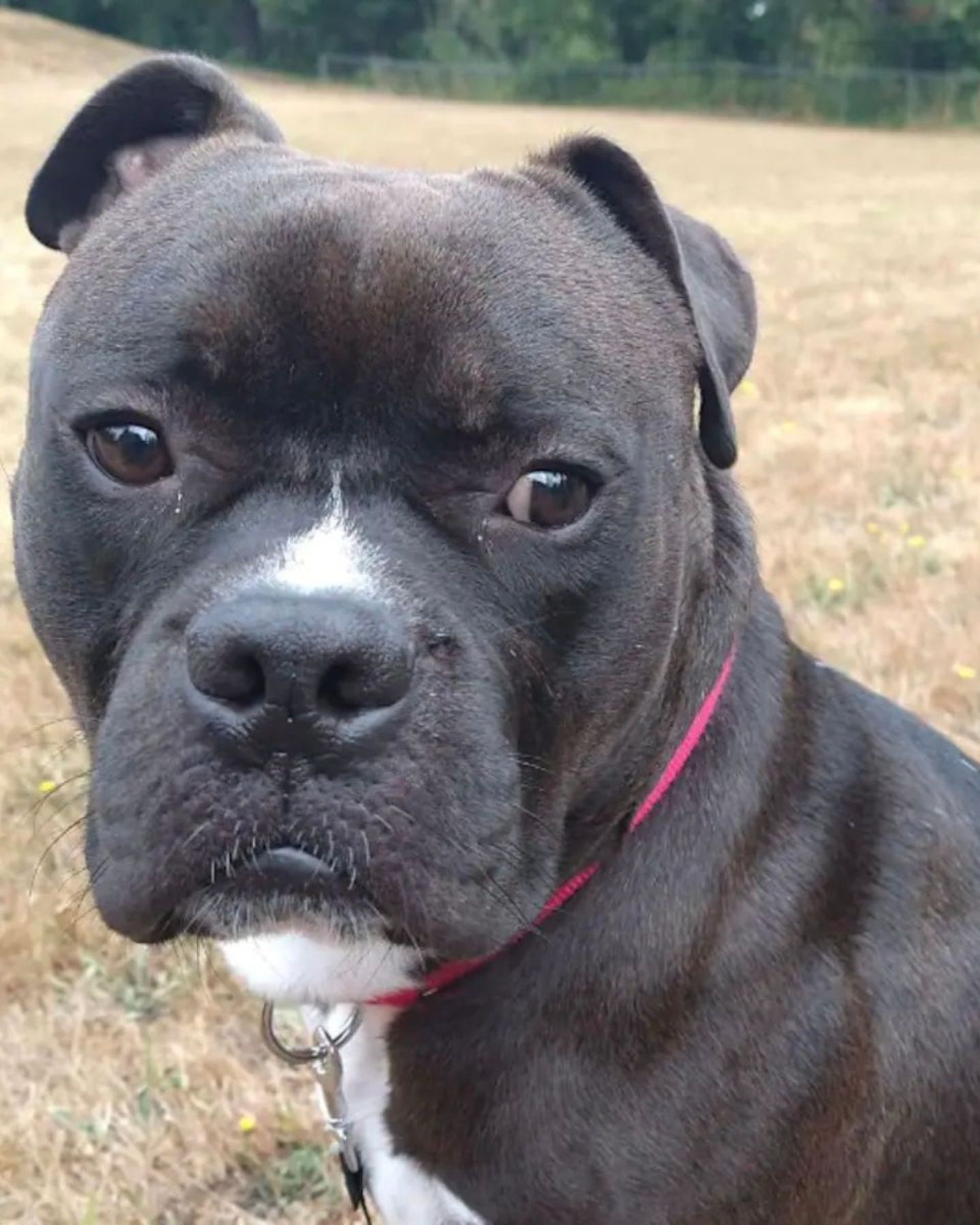 rescue dog