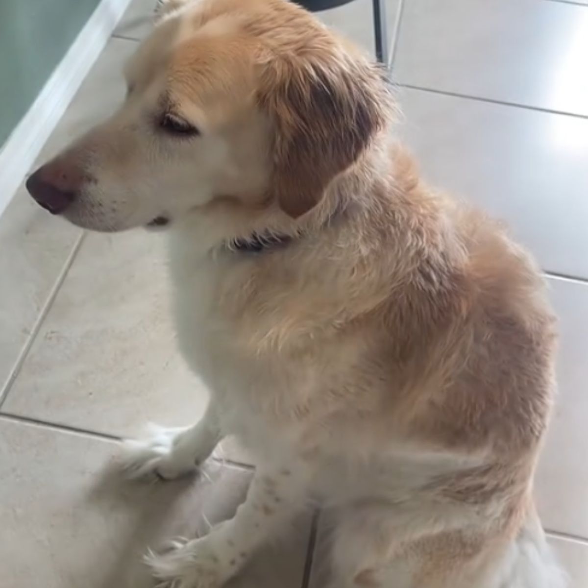 rescue pup