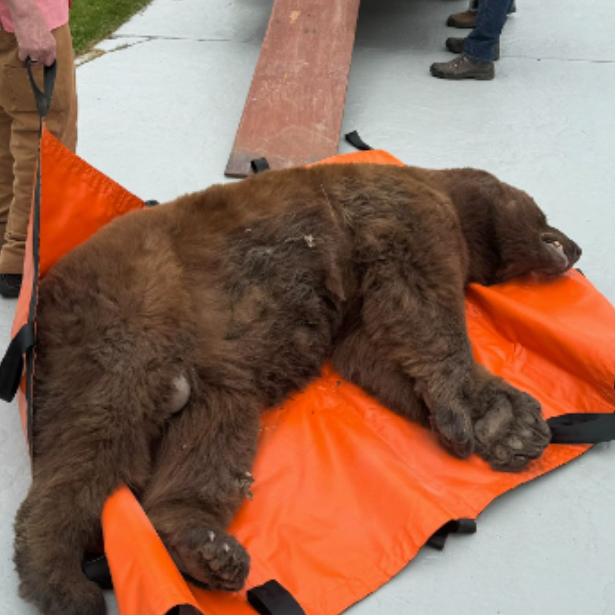 rescued bear