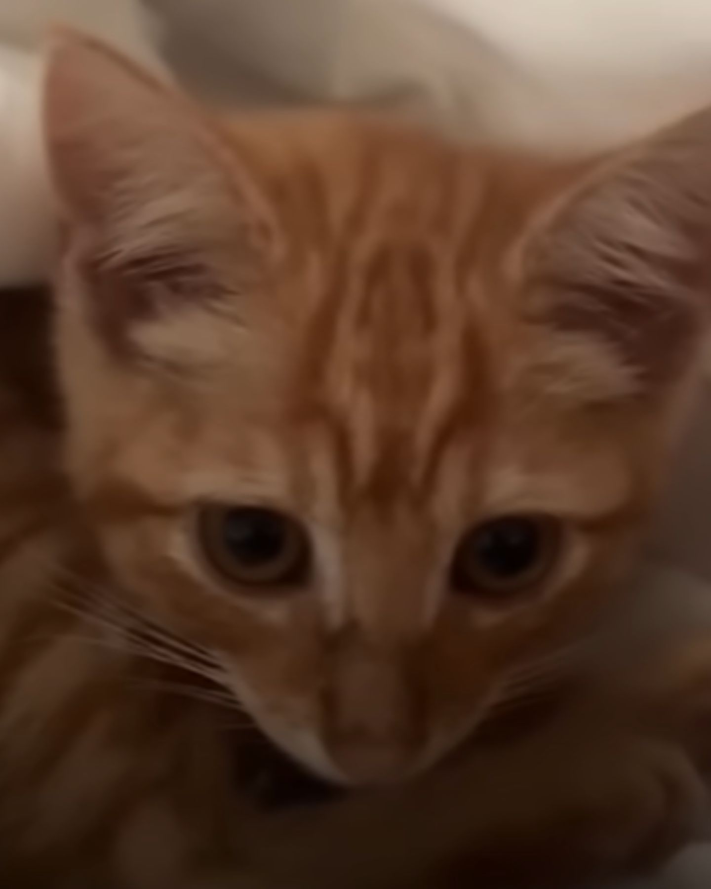 rescued cat