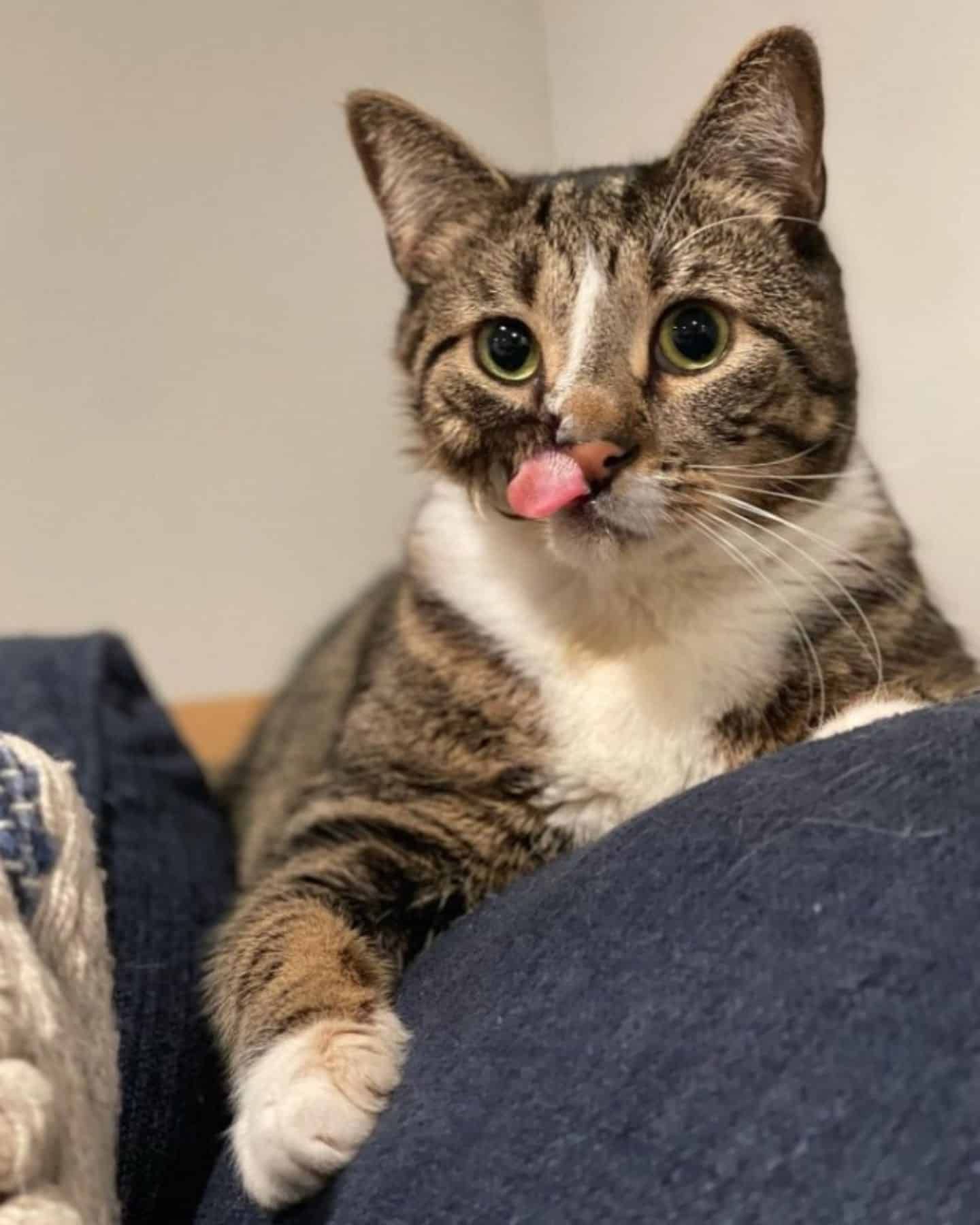 rescued cat