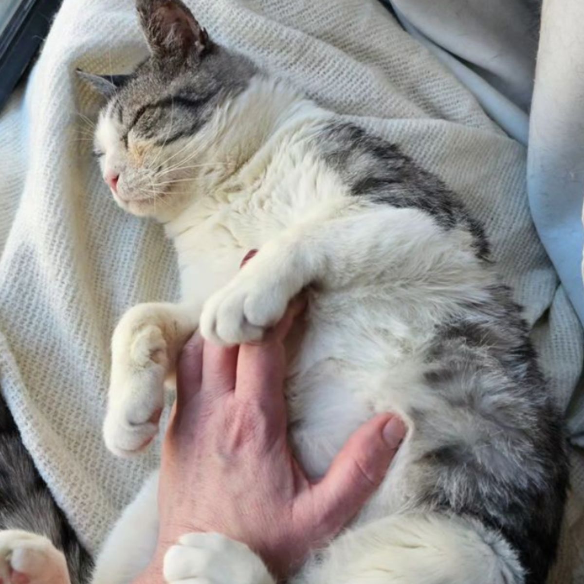rescued cat cuddling