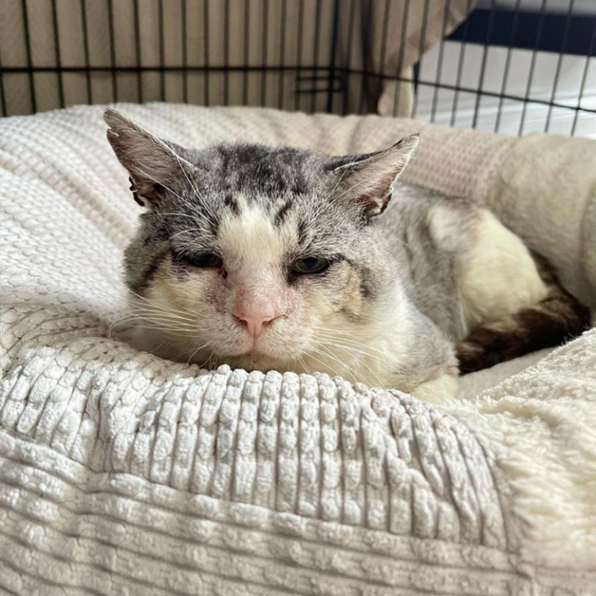 rescued cat in a pillow