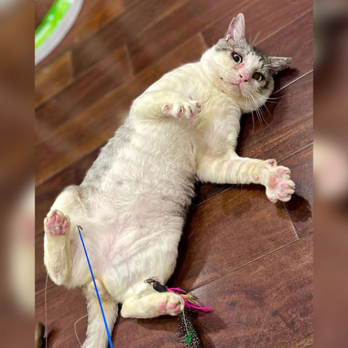 rescued cat playing and recovering
